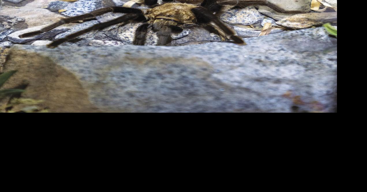 Getting to know tarantulas and why they are on the move | Local News ...