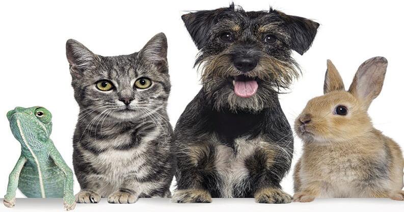 Blessing of the Animals, pet food drive set Sunday | Lifestyles