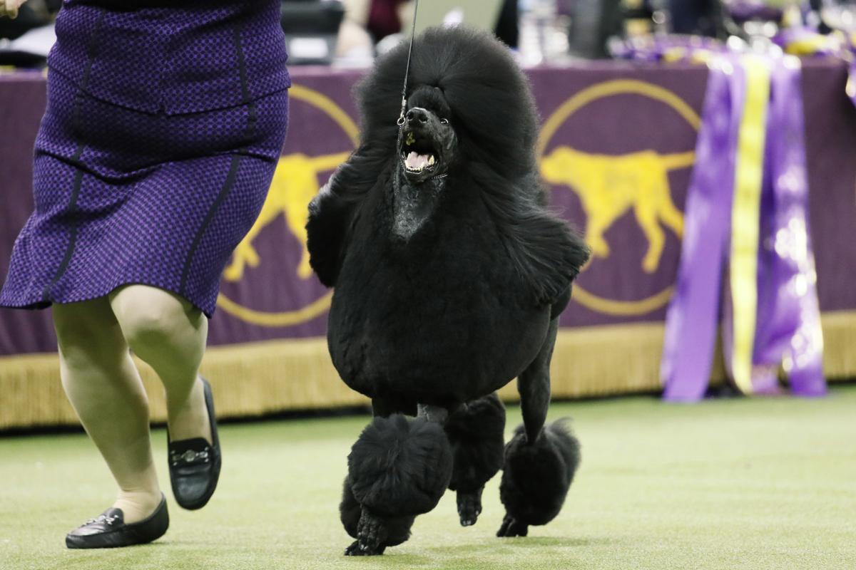 Photo gallery Standard Poodle wins Westminster Dog Show Multimedia