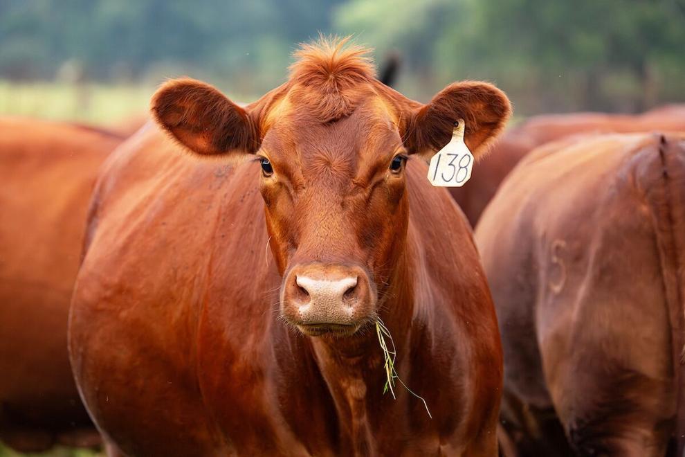 AgriLife Extension offers New World screwworm field guide for cattle producers