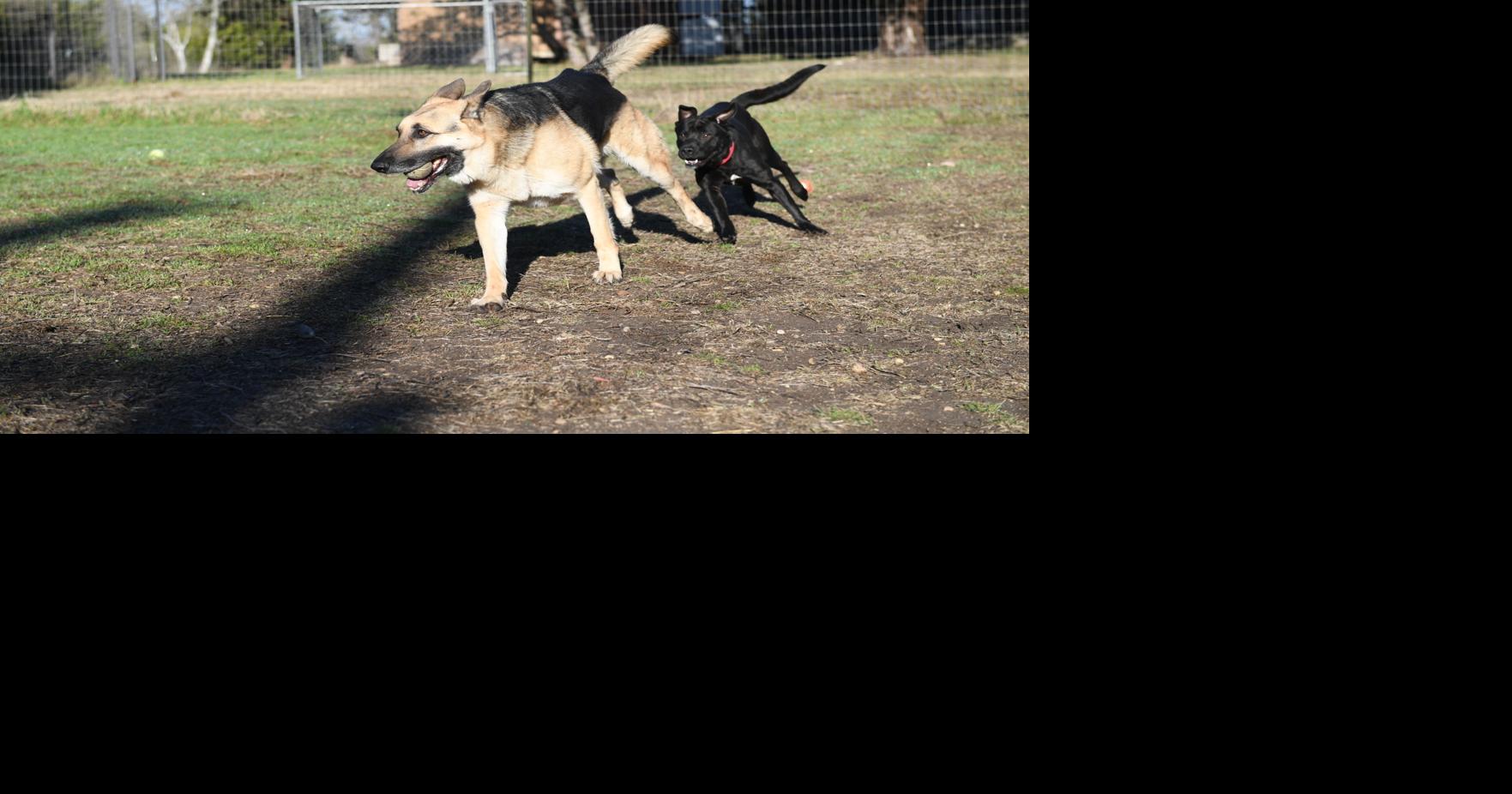 These Kerrville dogs are ready to serve Promotions
