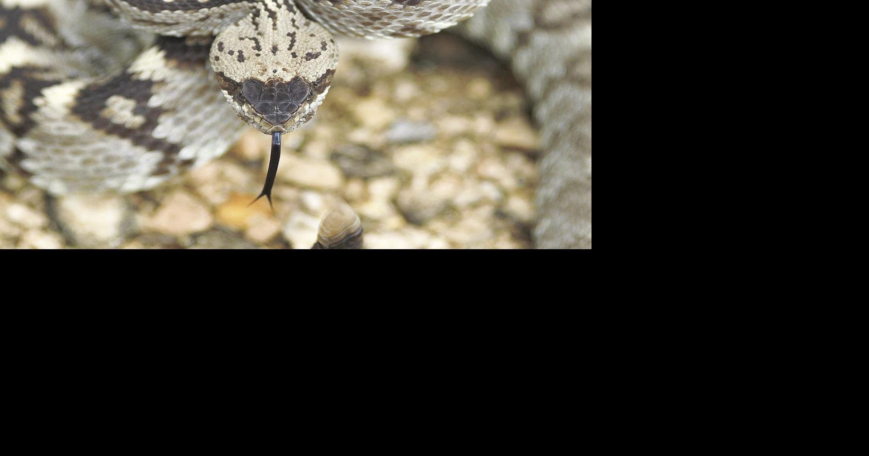 Rattlesnake alert: Confirmed report of venomous snake in NJ neighborhood