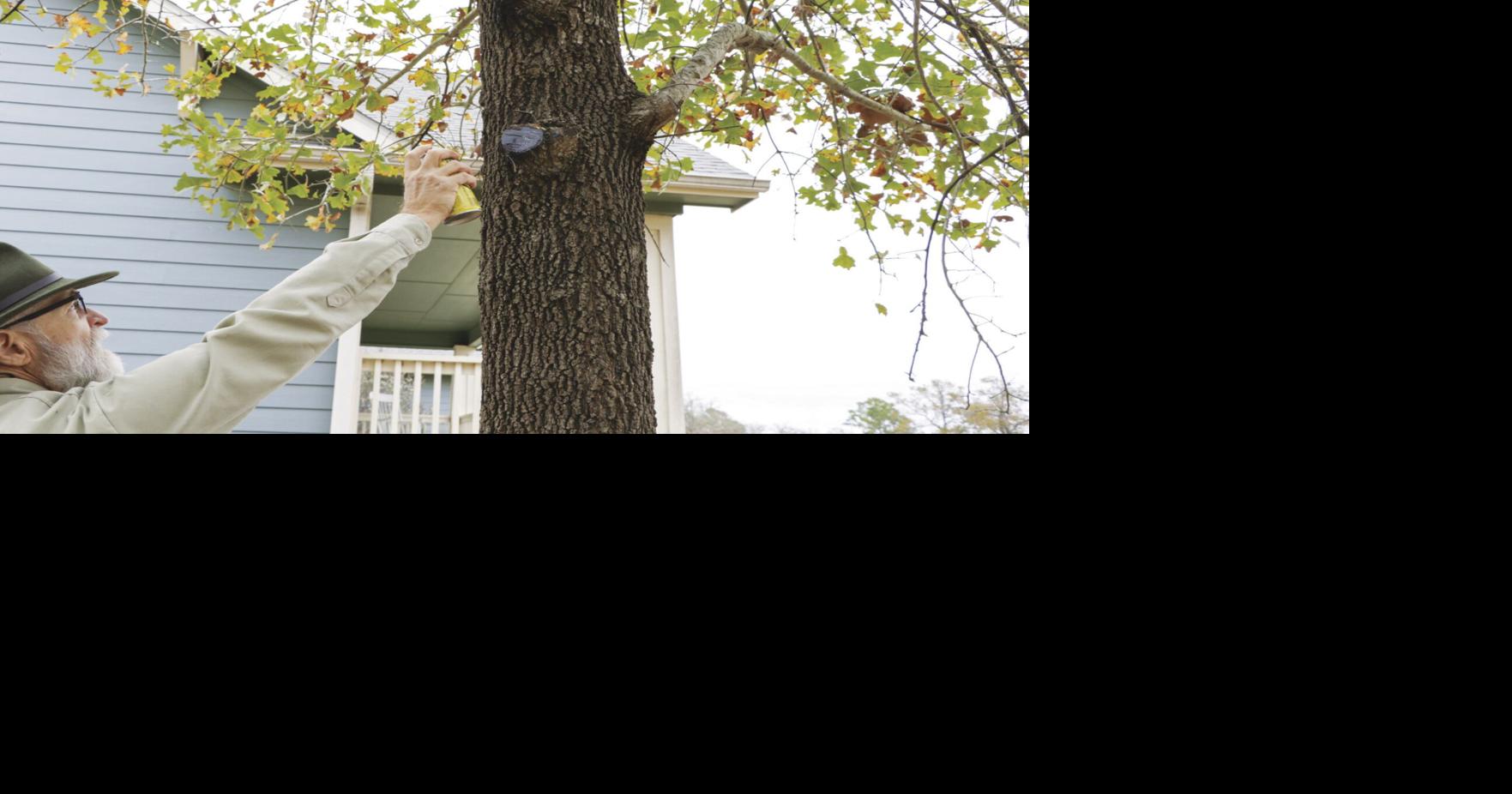 Pruning tips to prevent spread of oak wilt | Home And Garden ...