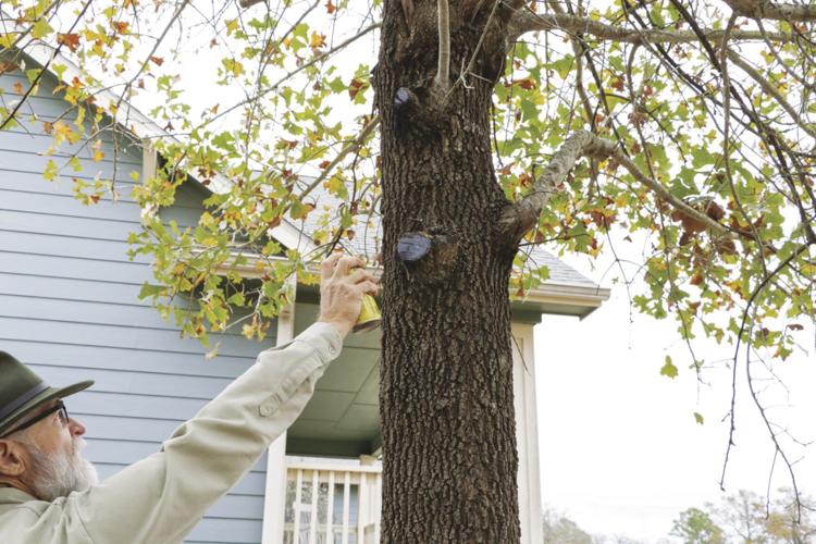 Pruning tips to prevent spread of oak wilt | Home And Garden ...
