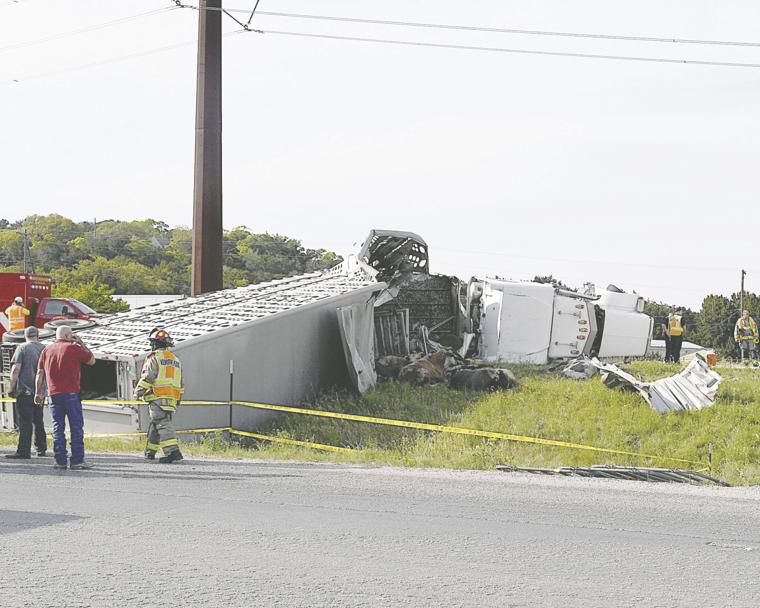 Cattle truck overturns: Livestock injured, killed in tractor-trailer