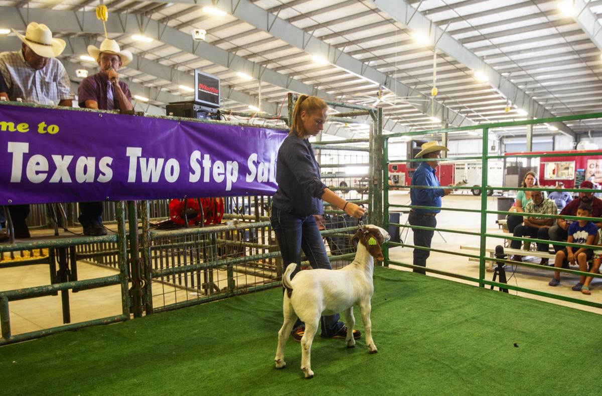 Kerr County's goats are all the rage, and the story has some meat