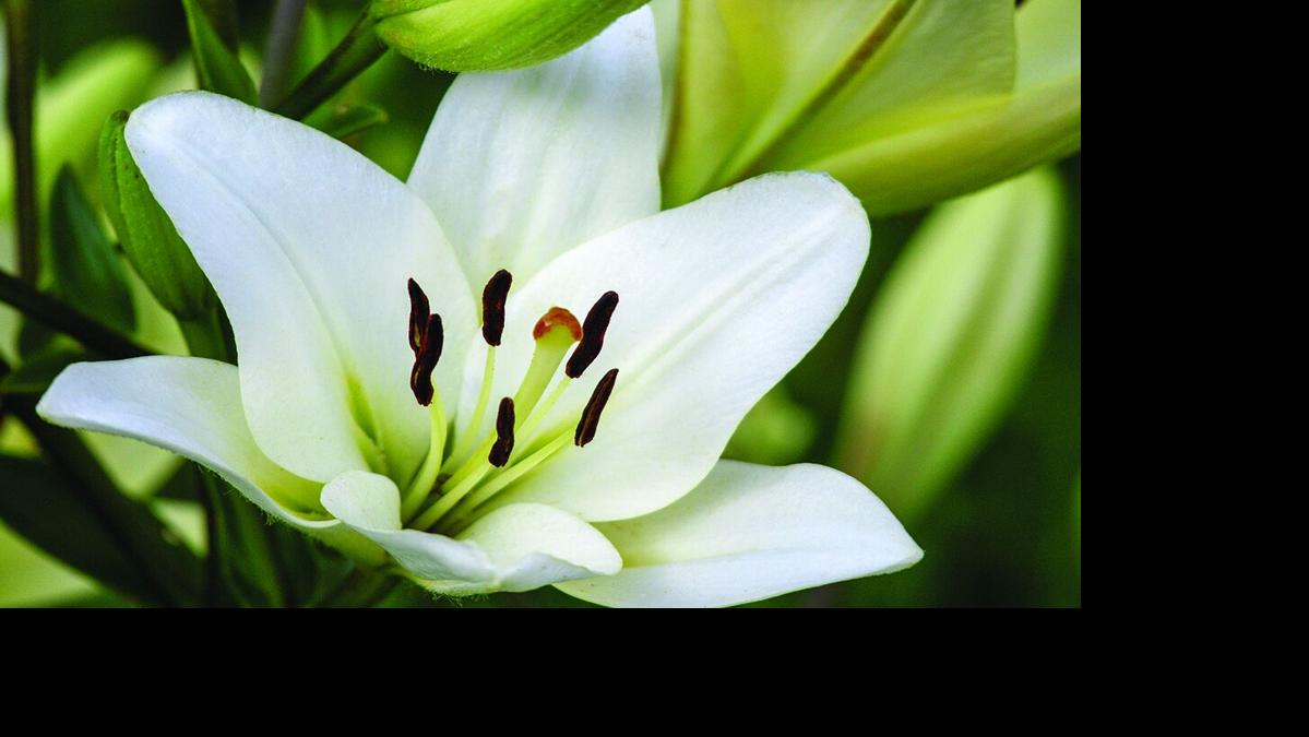 Obituaries dailytimes