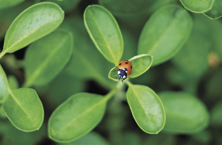 Texas Spring Insects How to help beneficial insects survive a Texas winter | Home And Garden ...