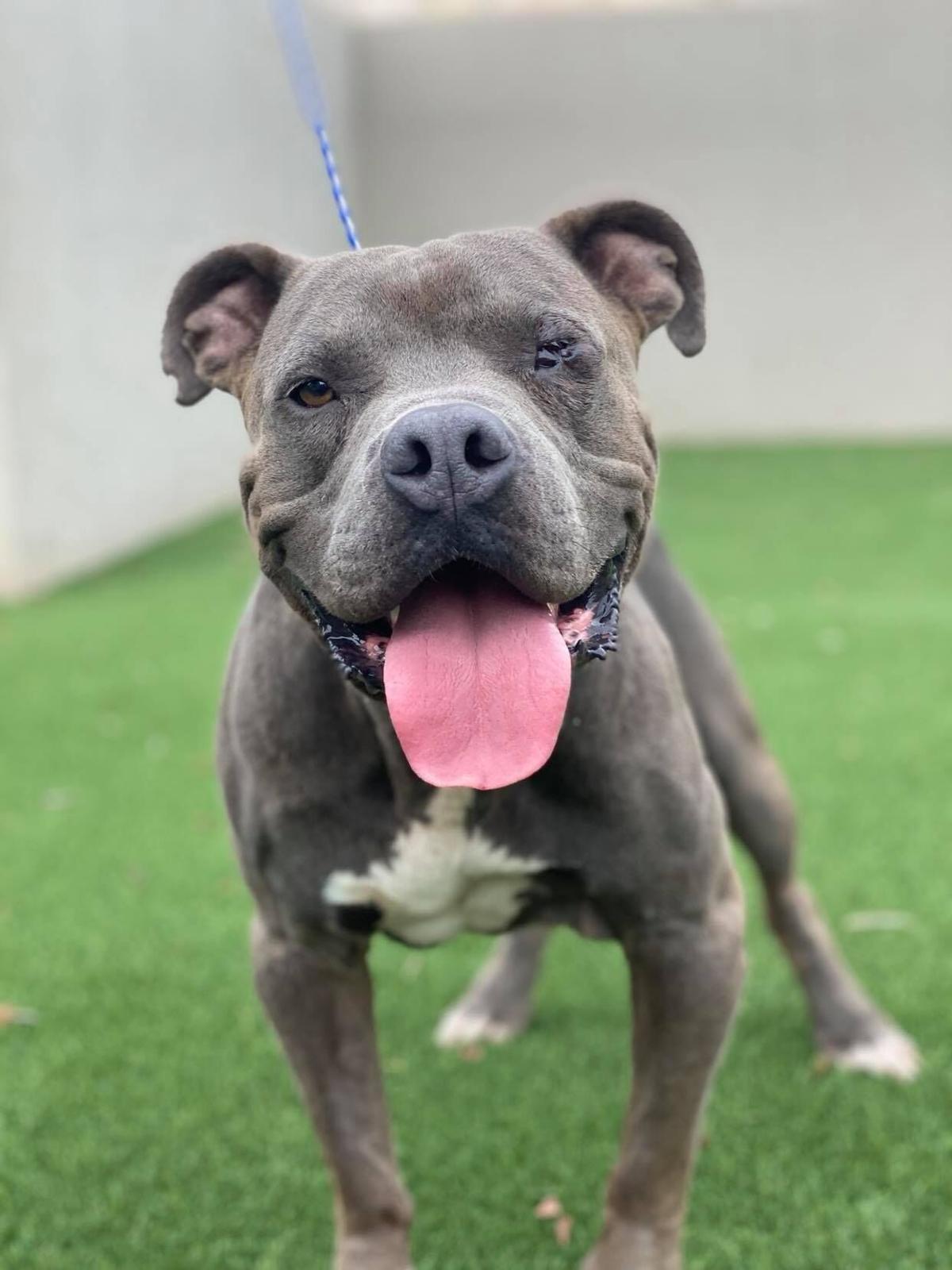 tank a one eyed blue pit bull stolen
