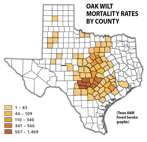 Pruning tips to prevent spread of oak wilt | Home And Garden ...