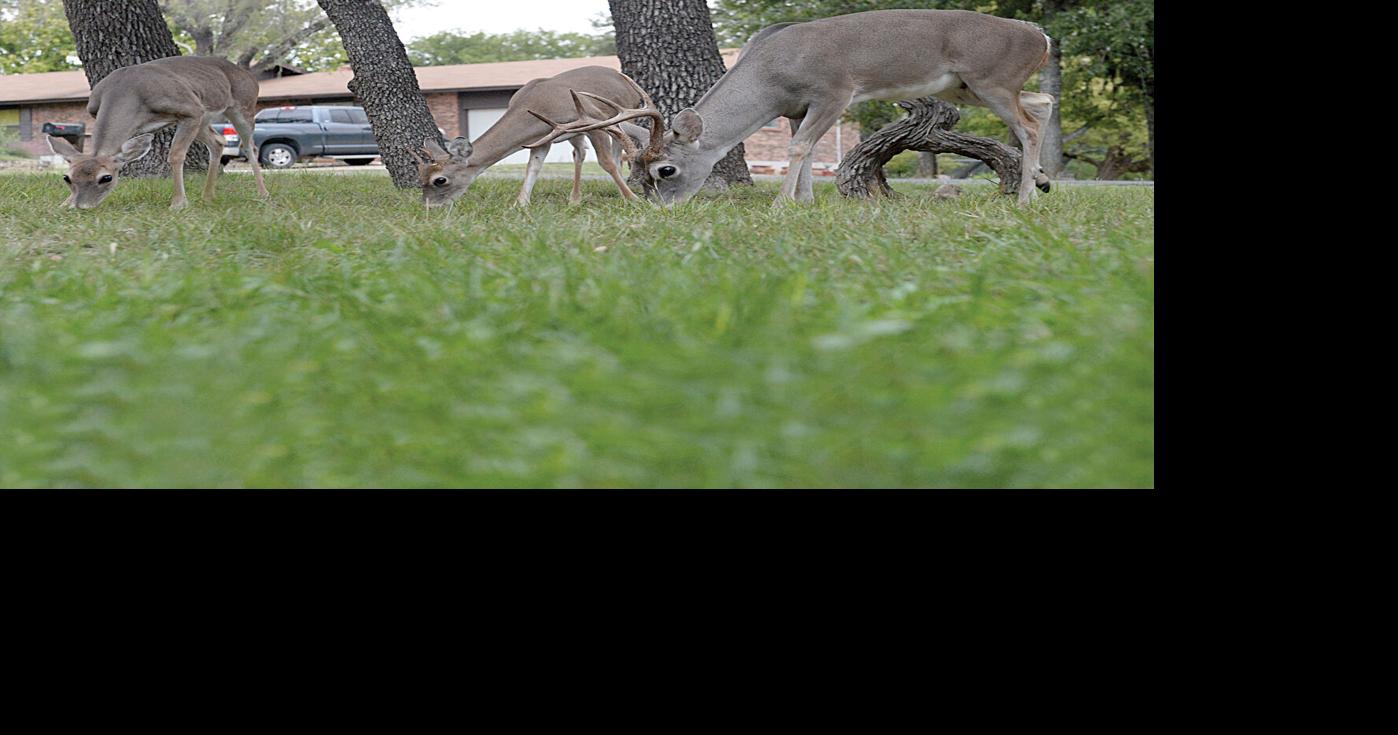 TPWD biologist to discuss overabundance of white-tailed deer | Home And ...