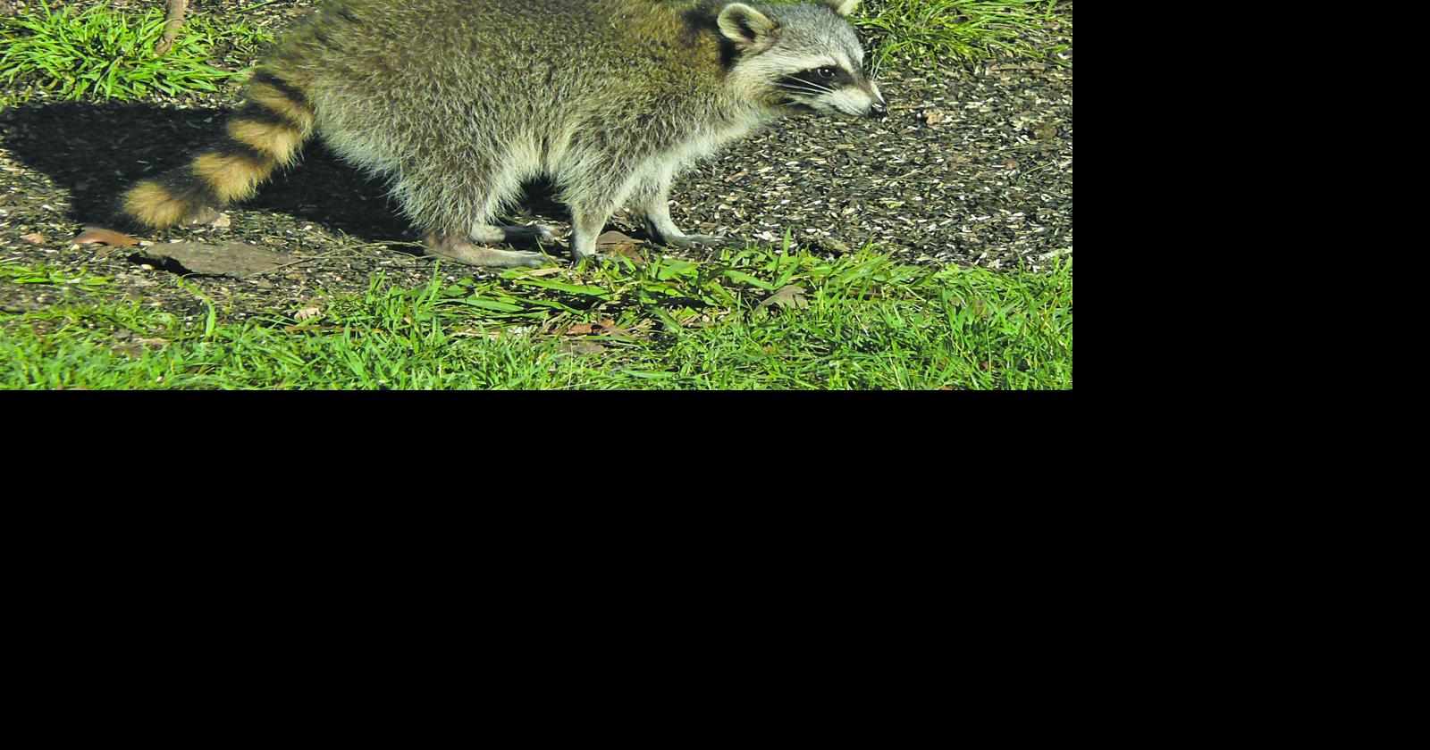 A look at 2 of the Hill Country’s common native mammals | Columnists ...