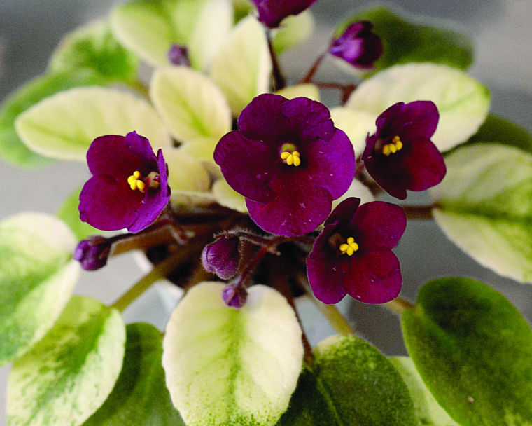 African violets take center stage at show and sale ...