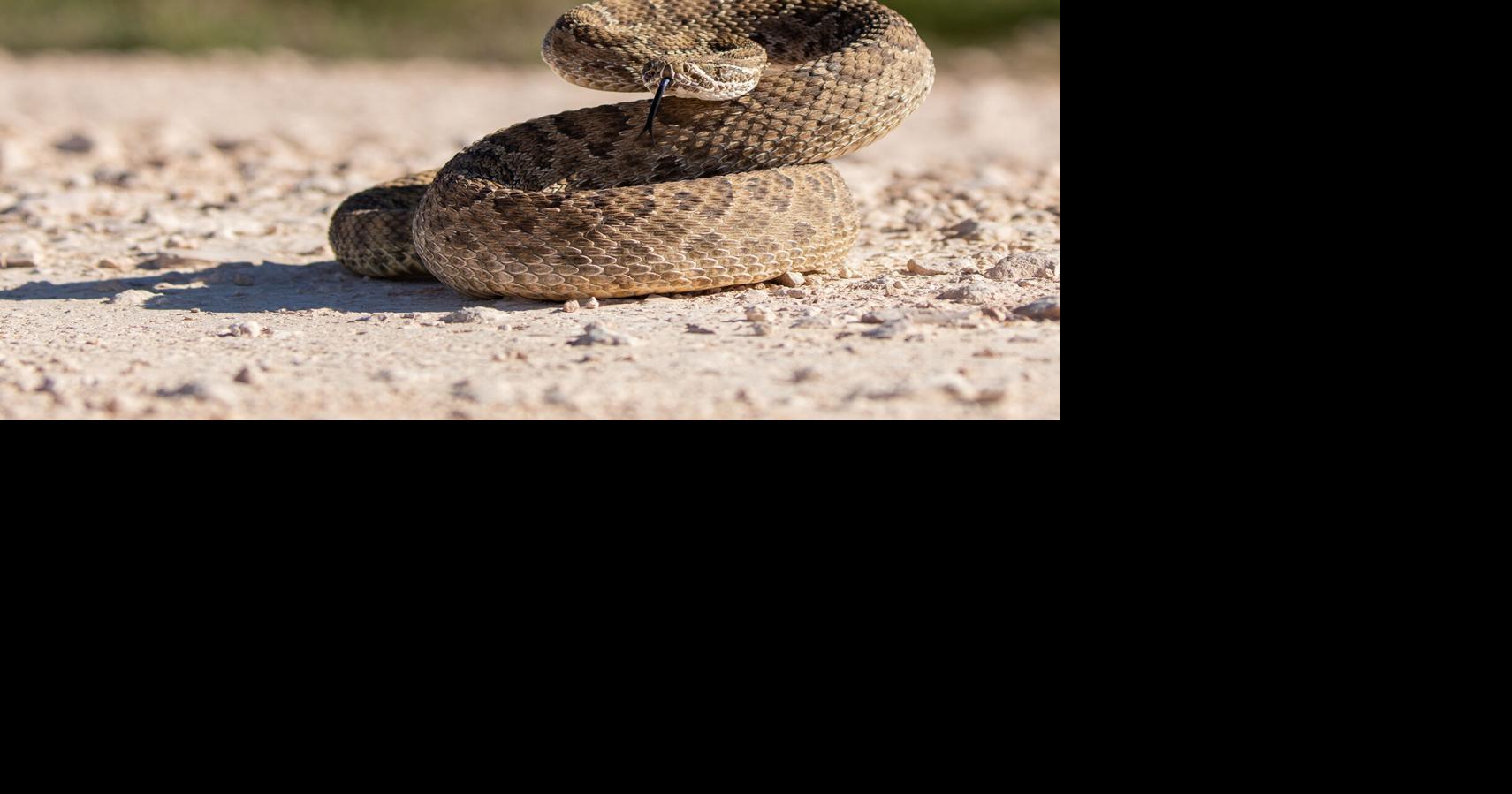 It’s snake season in Texas: 5 tips to prevent negative encounters with ...