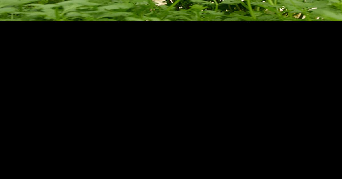 Owners of Mikey's Garden Multimedia