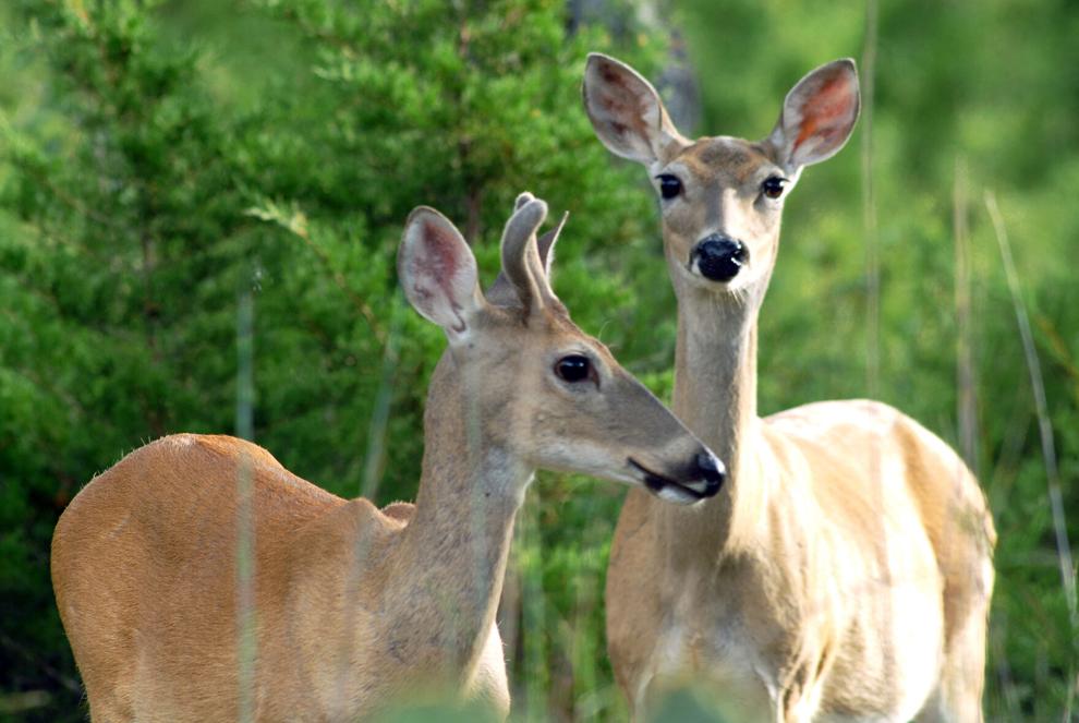 Exploring our 250-year history of white-tailed deer hunting