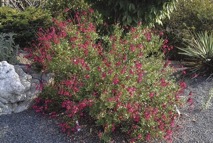 Autumn sage: A NICE flowering shrub for our area | Lifestyles ...