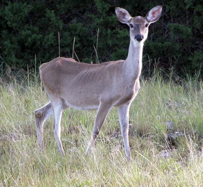How many deer are too many? | Jim Stanley | dailytimes.com