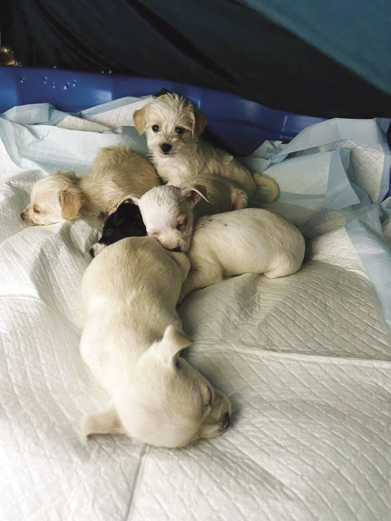 Puppies abandoned in parking lot | Local News | dailytimes.com