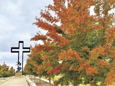 ‘Found Maples’ display their colors at Kerrville prayer garden
