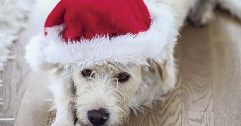 KPA! sponsors all adoption fees for dogs at Pawliday Adoption Event ...