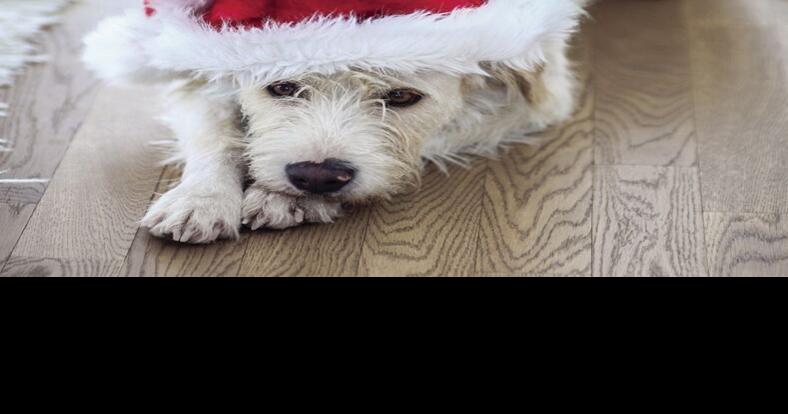 KPA! sponsors all adoption fees for dogs at Pawliday Adoption Event | News