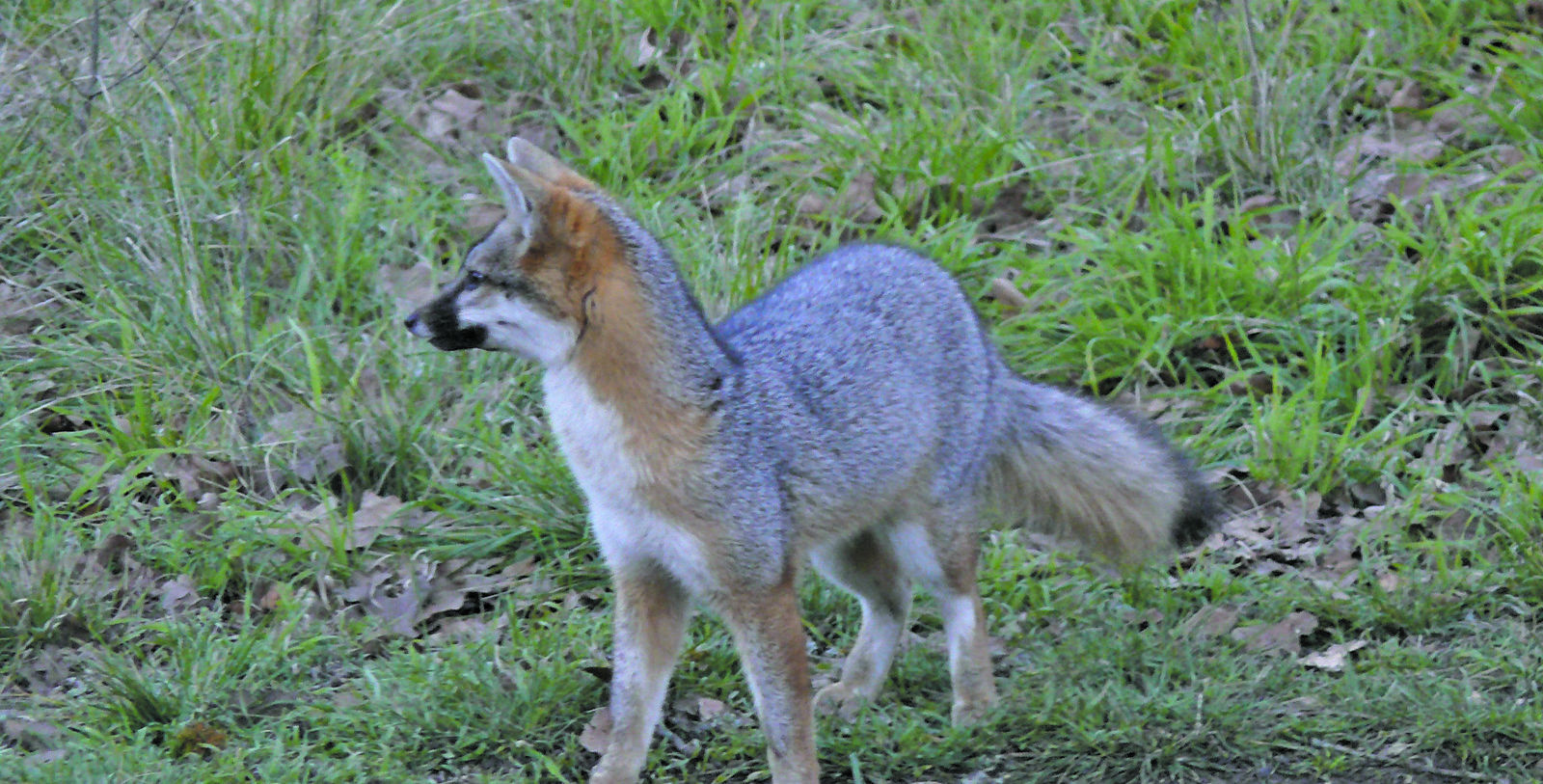 grey foxin texas