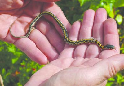 Harmless Snakes Add Color To Hill Country Landscape Home And