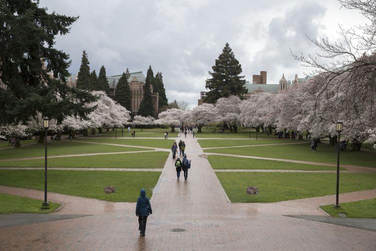 Despite upcoming cherry blossom bloom, avoid coming to campus amid coronavirus, UW urges