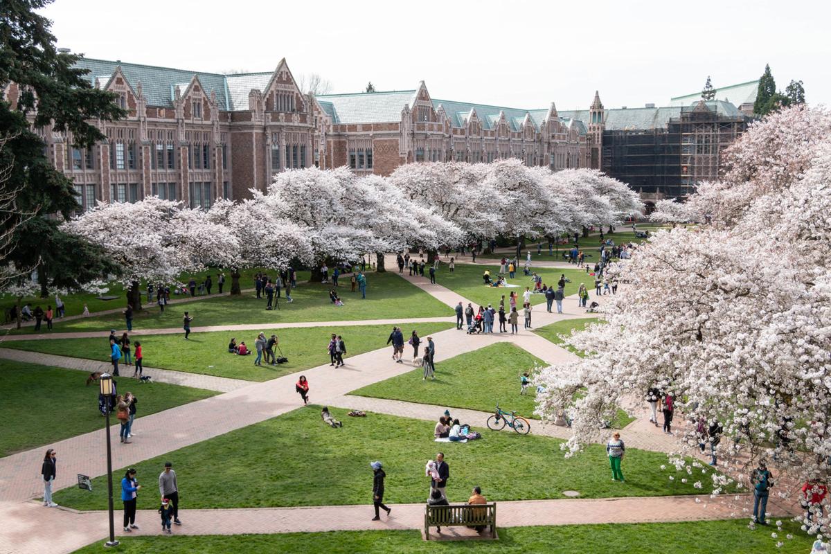 The Cherry On Top Tourists Fill The Quad To See Annual Blooming
