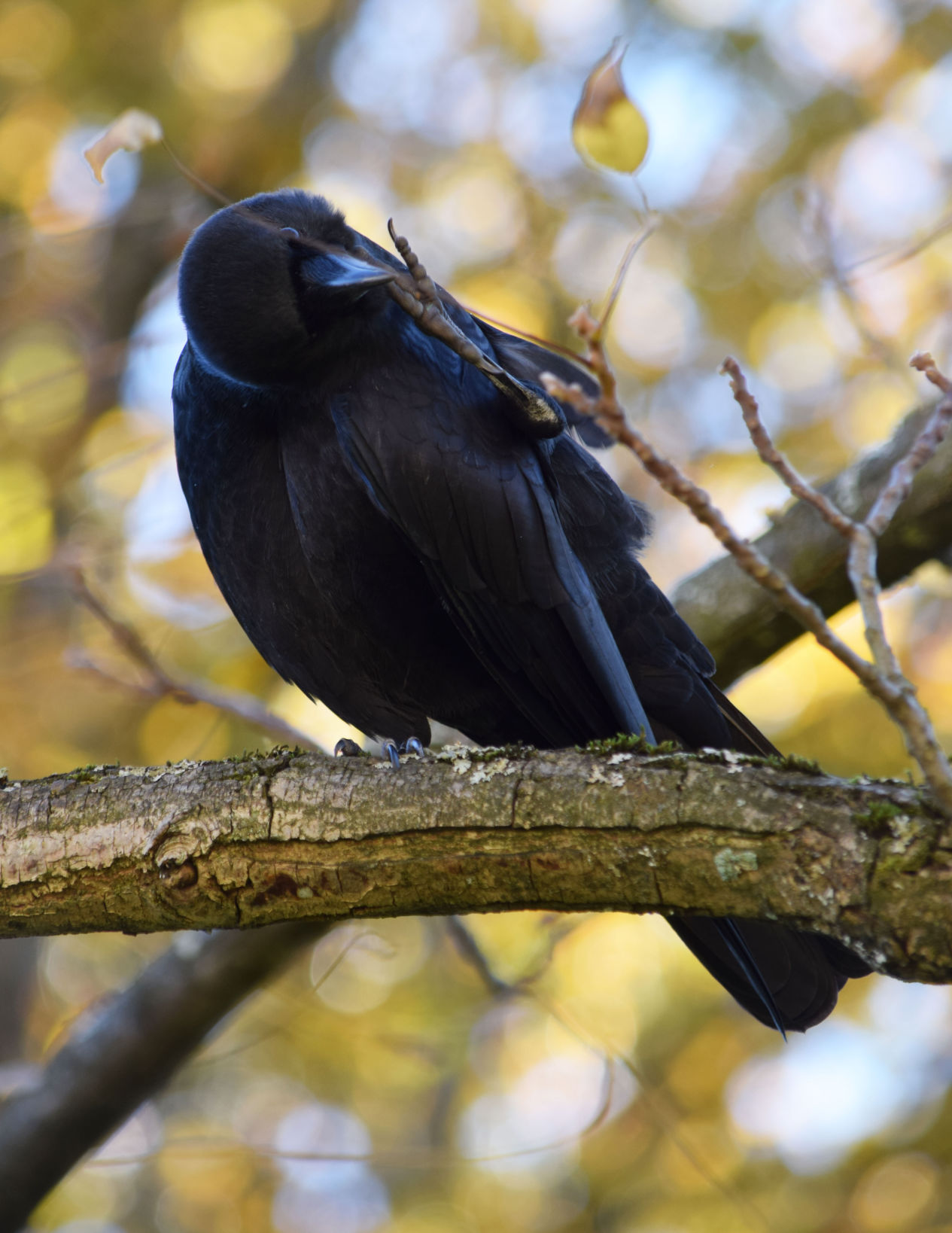 Crow) silver crow - Toribash Community