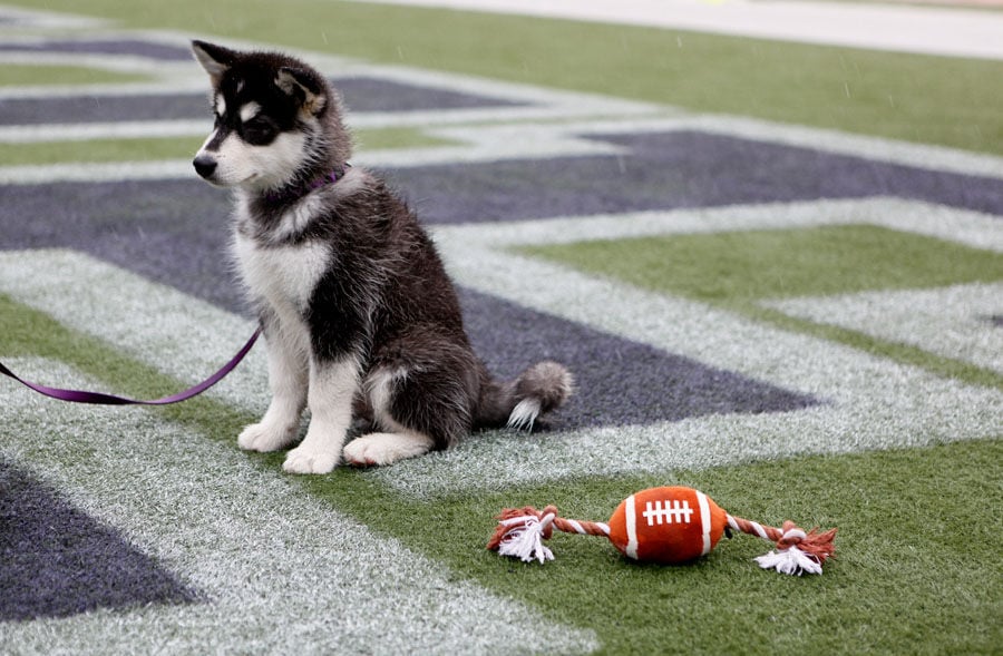 'Dubs' announced as new live UW mascot | Local Sports | dailyuw.com