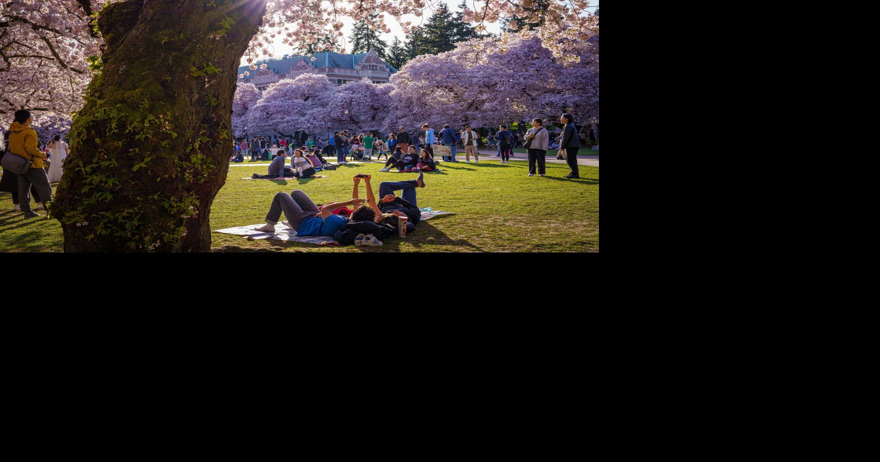 UW welcomes back cherry blossom admirers just in time for spring's