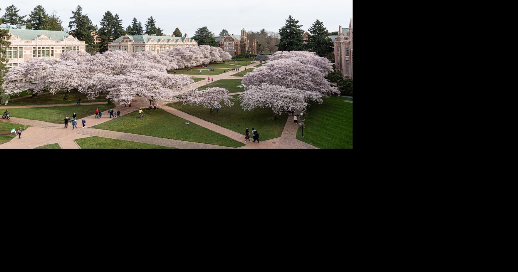 校园樱花将于3月中旬开始盛开，除非寒潮袭来
