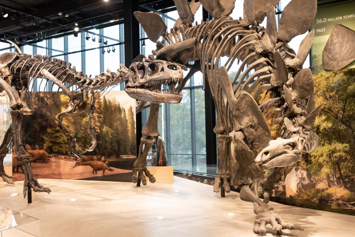 burke museum dinosaurs