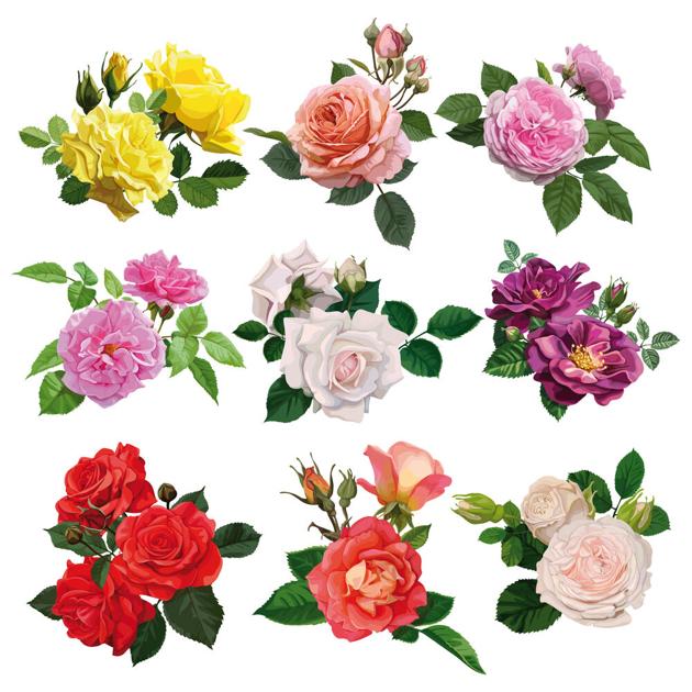 Different Rose Colors And What They Mean Ask The Experts Dailyuw Com