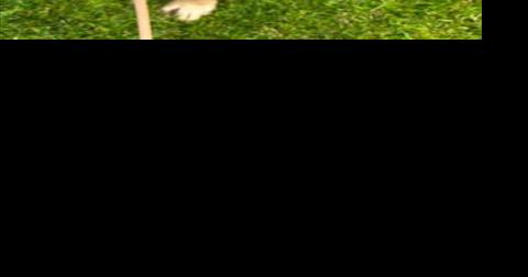 Pets of the week