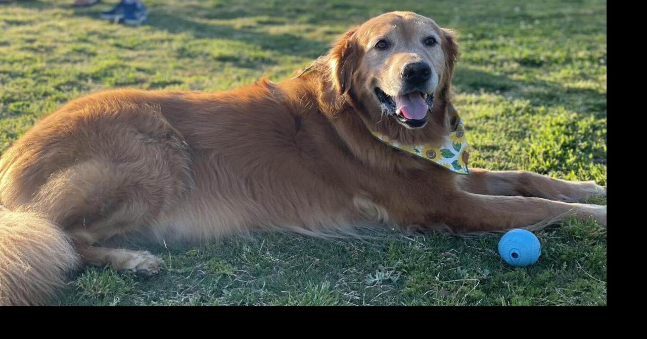 UCD clinical trial helps dog beat cancer News