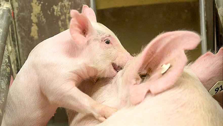 Pig personality Designing more peaceful pens Pets