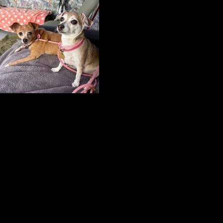 Davis homicide victim's pups need new forever home