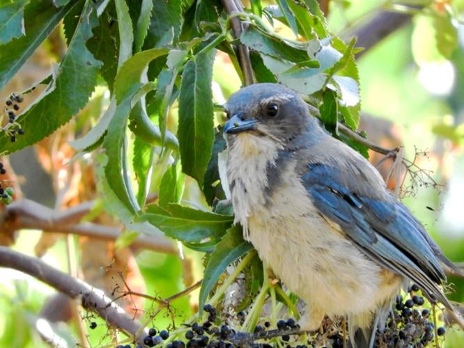 California Scrub-Jay  Celebrate Urban Birds