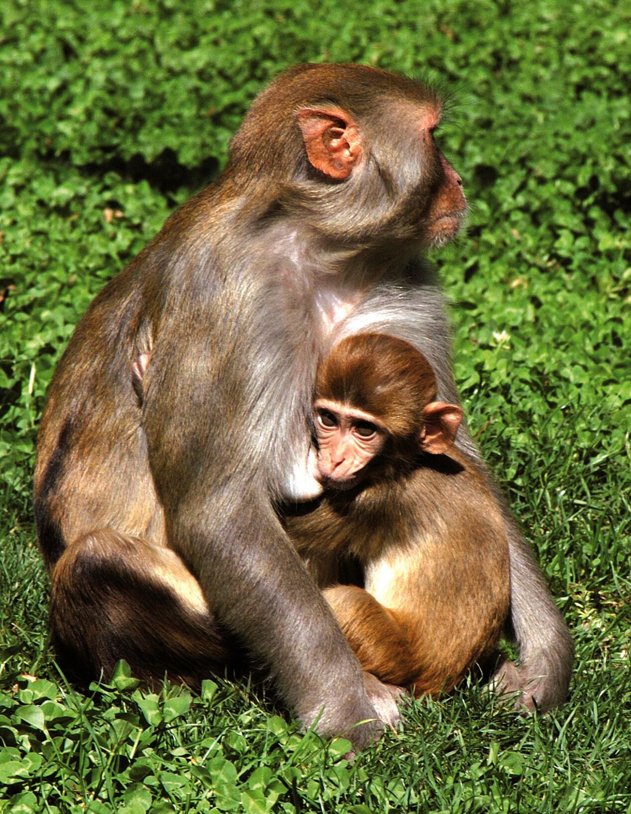 Shops monkey weaning