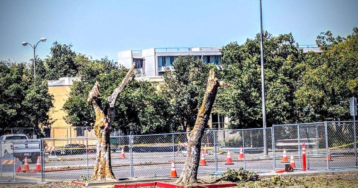 ARC parking lot under construction for improvement project, includes tree removal and replacement