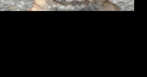 Pets of the week