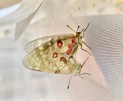 UC Davis: Student researching cold-adapted American Apollo Butterfly, UC  Davis