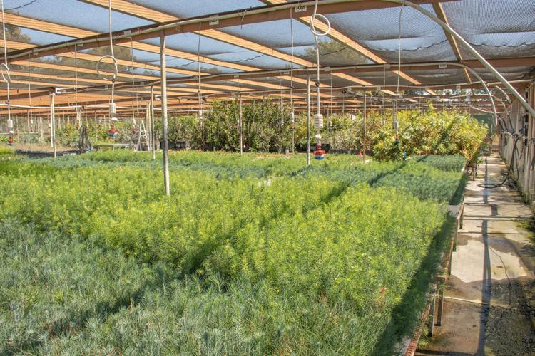 State banks trees at reforestation center | Agriculture + Environment ...