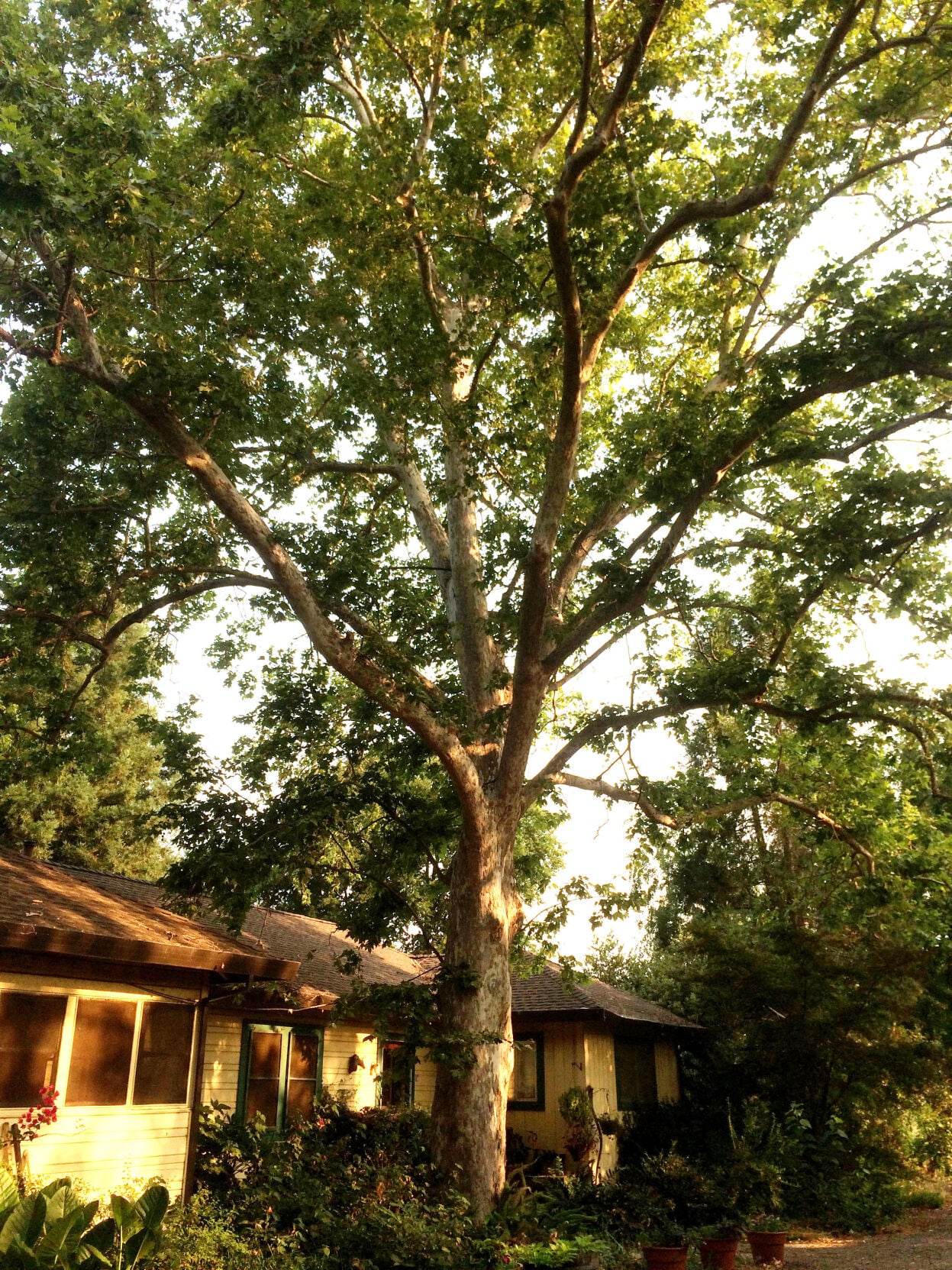 コンティの木 Choosing a shade tree | Gardening | davisenterprise.com