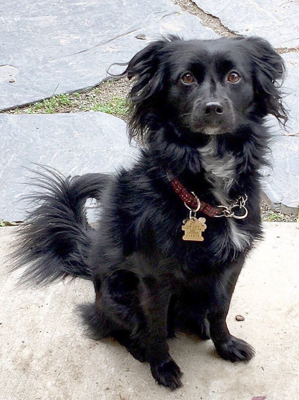 Border clearance collie papillon