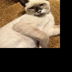 Pets of the week