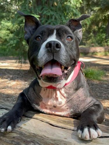 es legal el pit bull terrier americano en malta